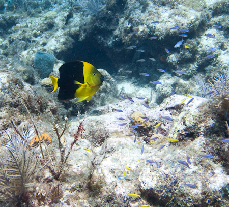 Rock Beauty with Bue Chromis and Bluehead Wrasse