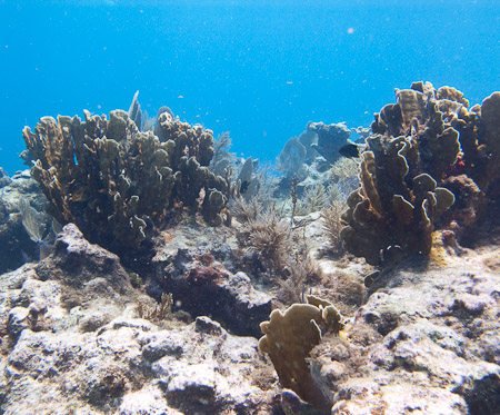 Coral View