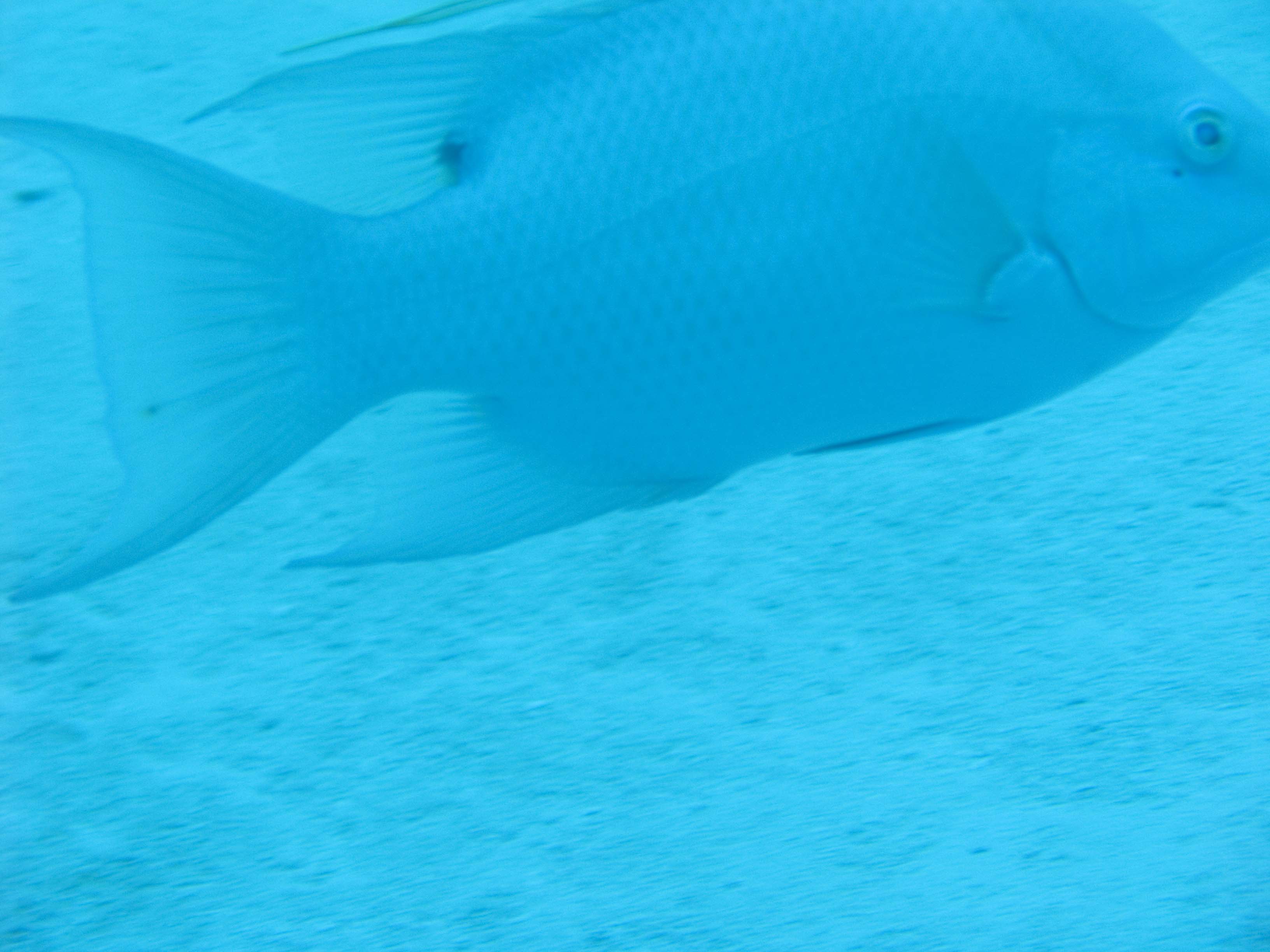 gal/BelizeOct08_3/HogFish.jpg