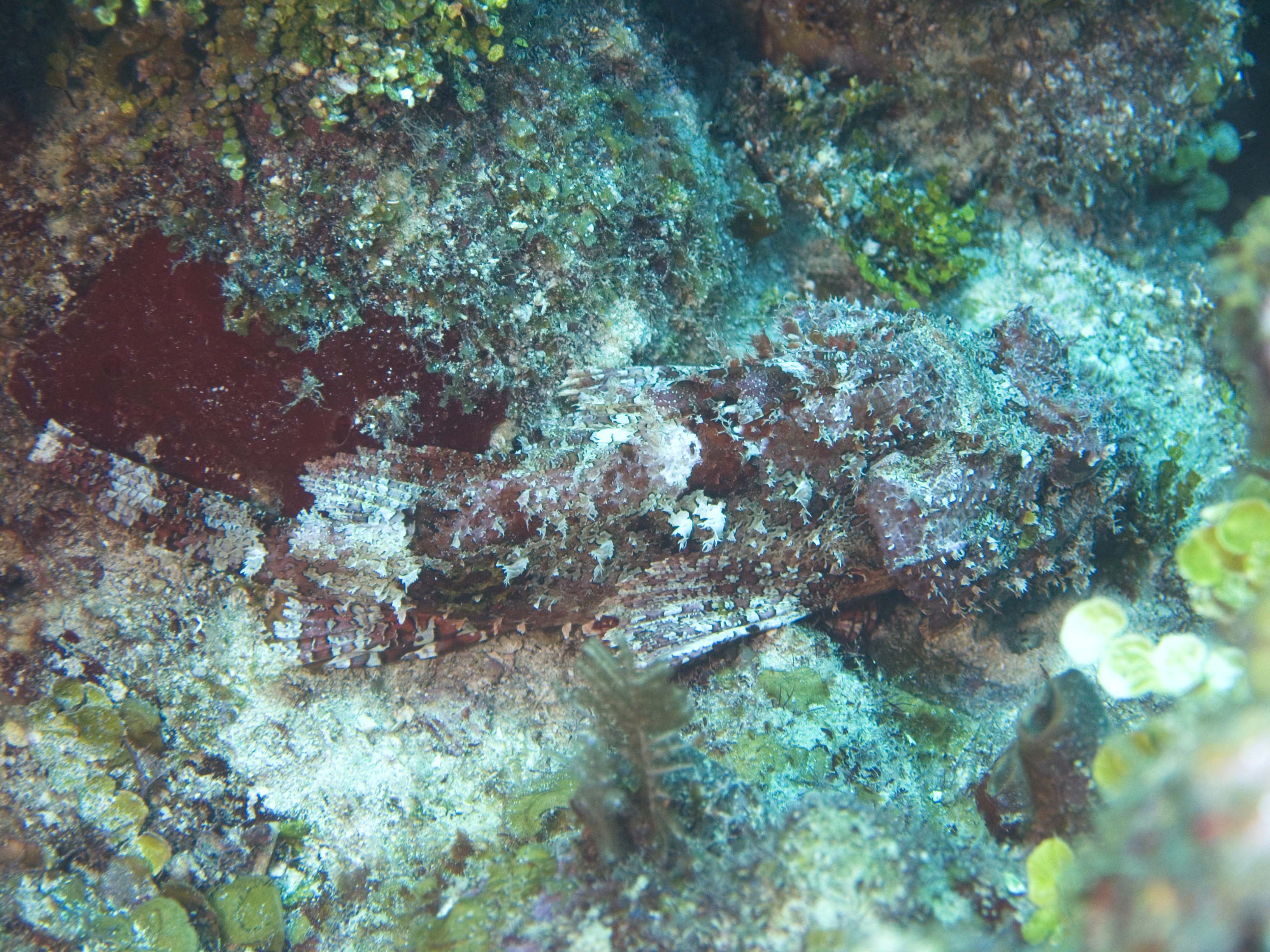 gal/BelizeOct08_3/Scorpionfish_3.jpg