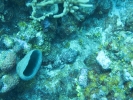 gal/BelizeOct08_3/_thb_Scorpionfish.jpg