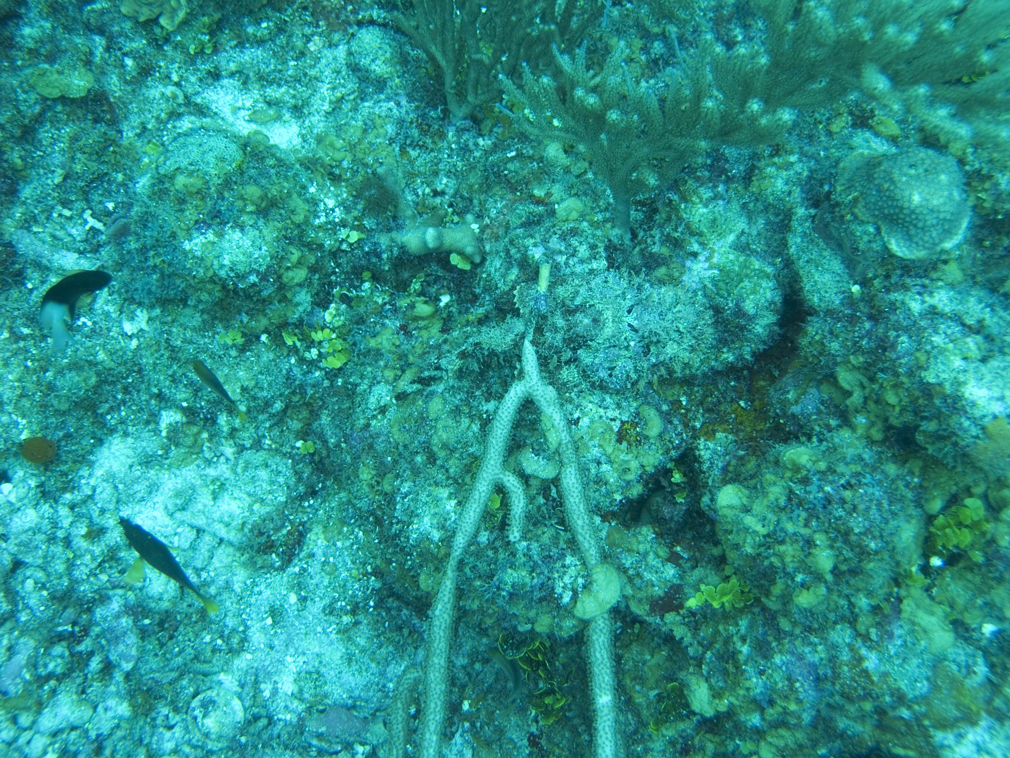 gal/BelizeOct08_4/Scorpionfish_Camoflage.jpg