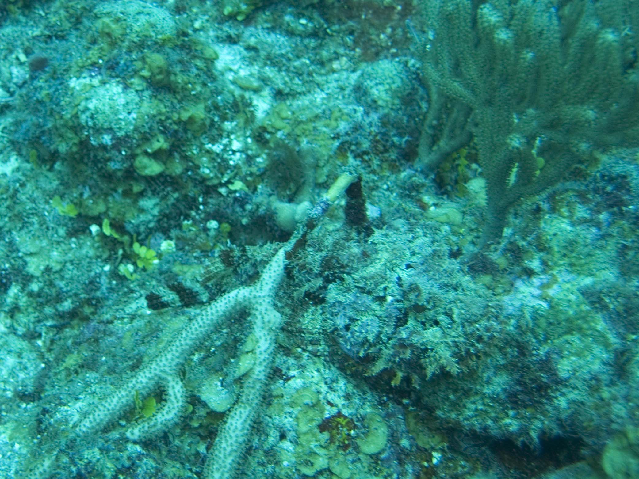 gal/BelizeOct08_4/Scorpionfish_Camoflage_2.jpg