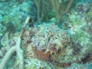 gal/BelizeOct08_4/_thb_Scorpionfish_Camoflage_3.jpg