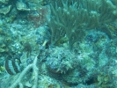 gal/BelizeOct08_4/_thb_Scorpionfish_Camoflage_4.jpg