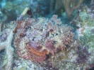 gal/BelizeOct08_4/_thb_Scorpionfish_Camoflage_5.jpg