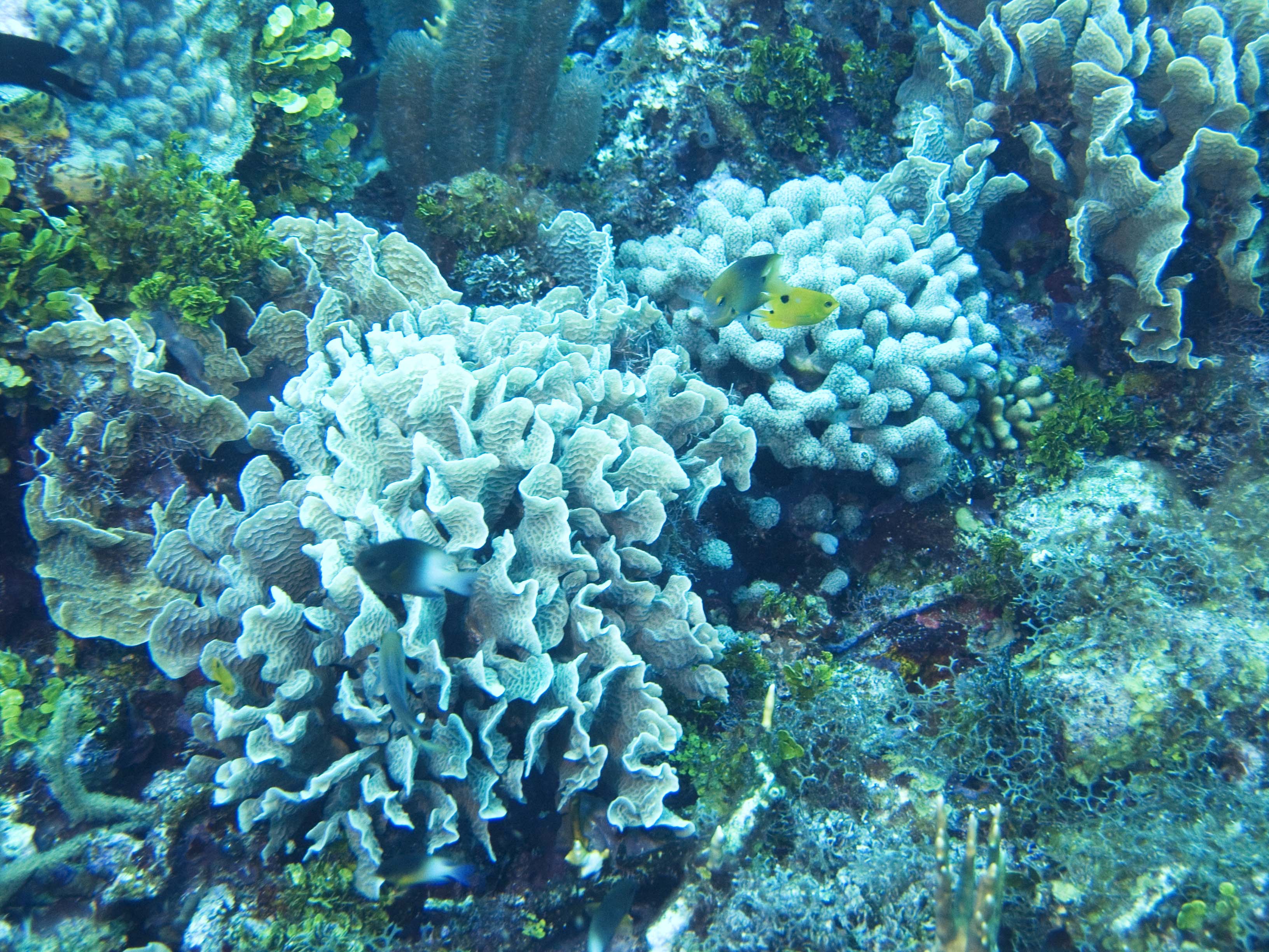 gal/BelizeOct08_5/Corals_and_Damsels.jpg