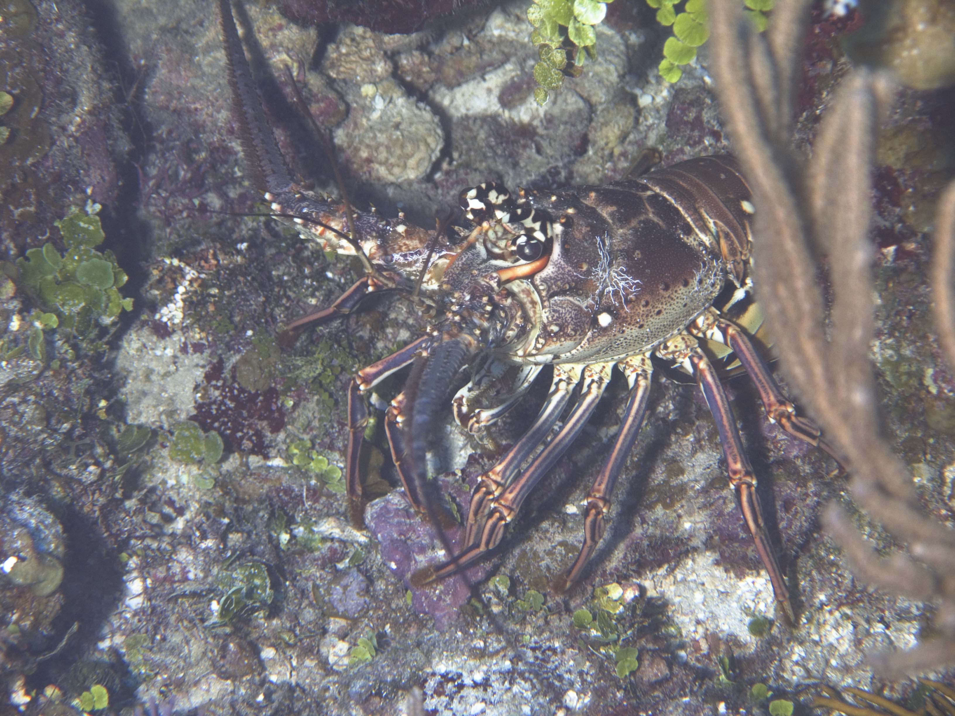 gal/BelizeOct08_5/Spiney_Lobster.jpg