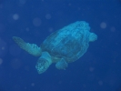 gal/BelizeOct08_5/_thb_Turtle.jpg