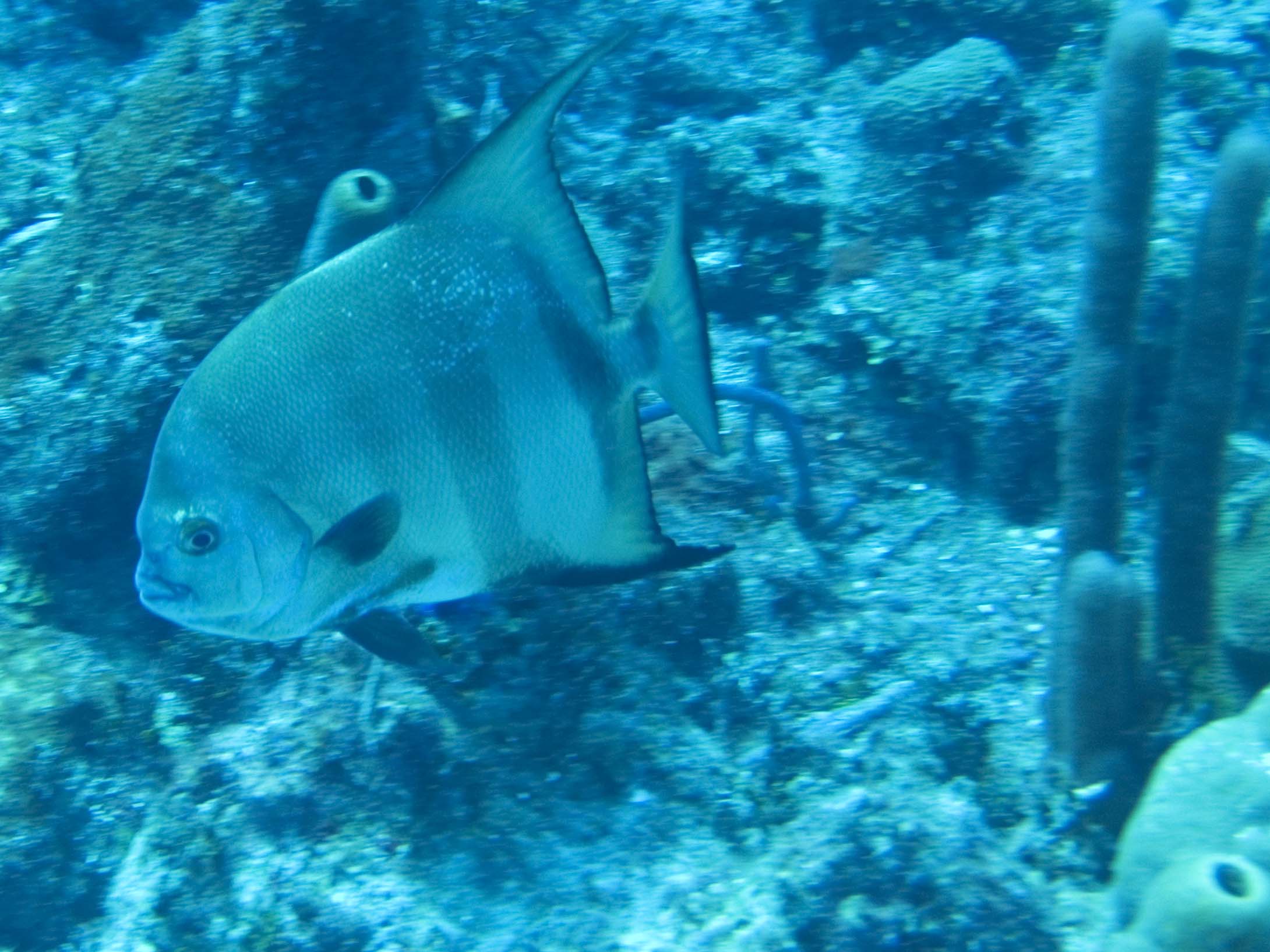 gal/BelizeOct08_6/Atlantic_Spadefish.jpg