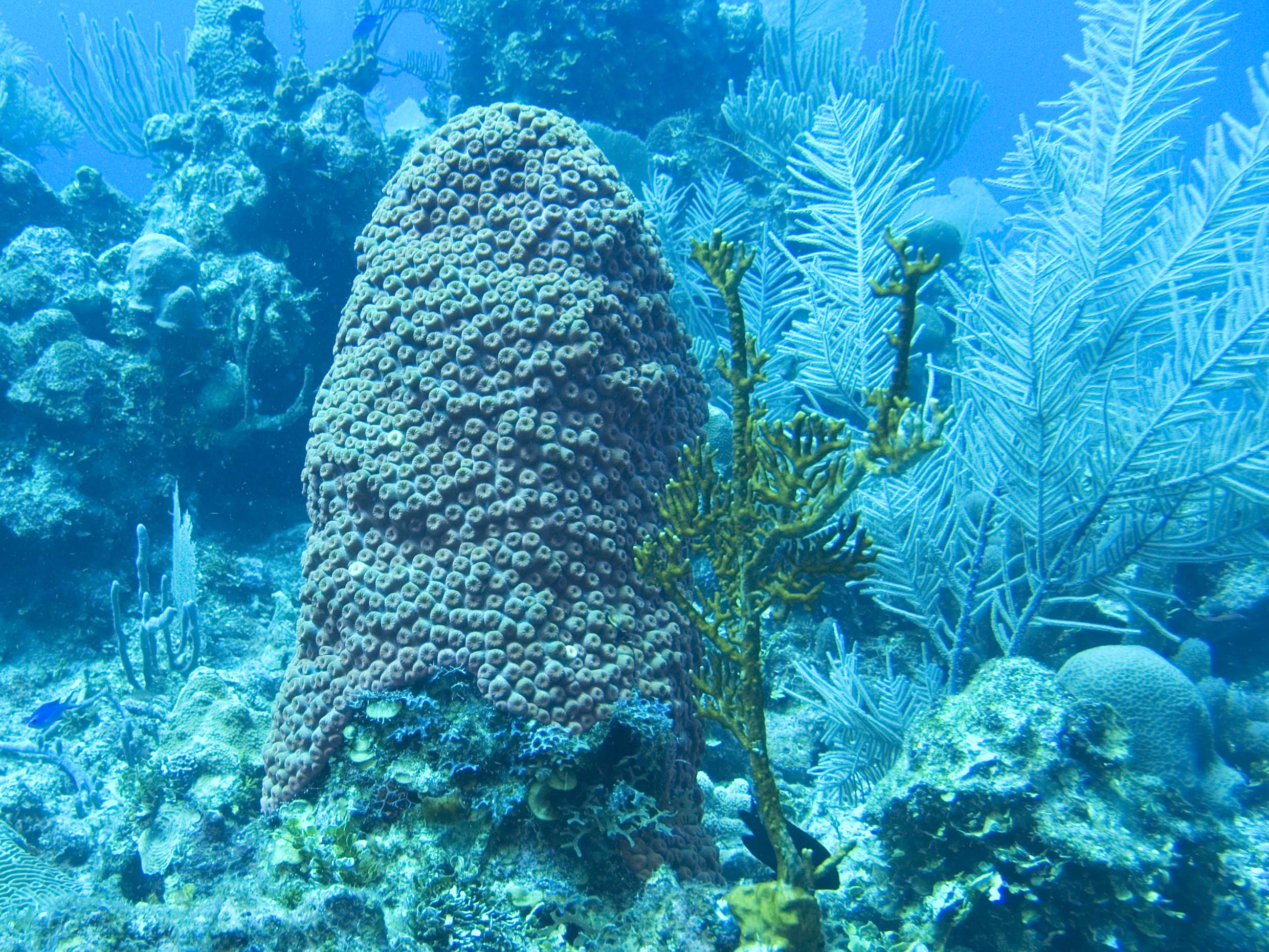 gal/BelizeOct08_6/Coral.jpg