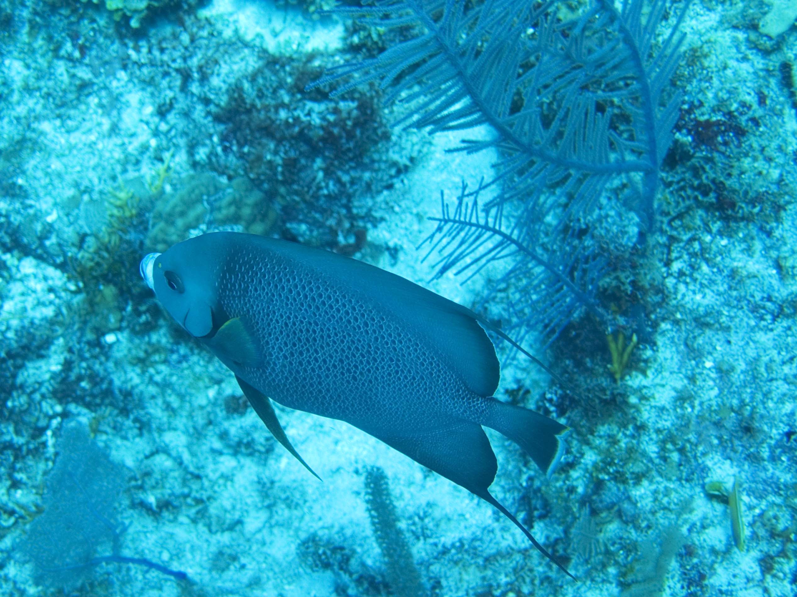 gal/BelizeOct08_6/Gray_Anglefish.jpg