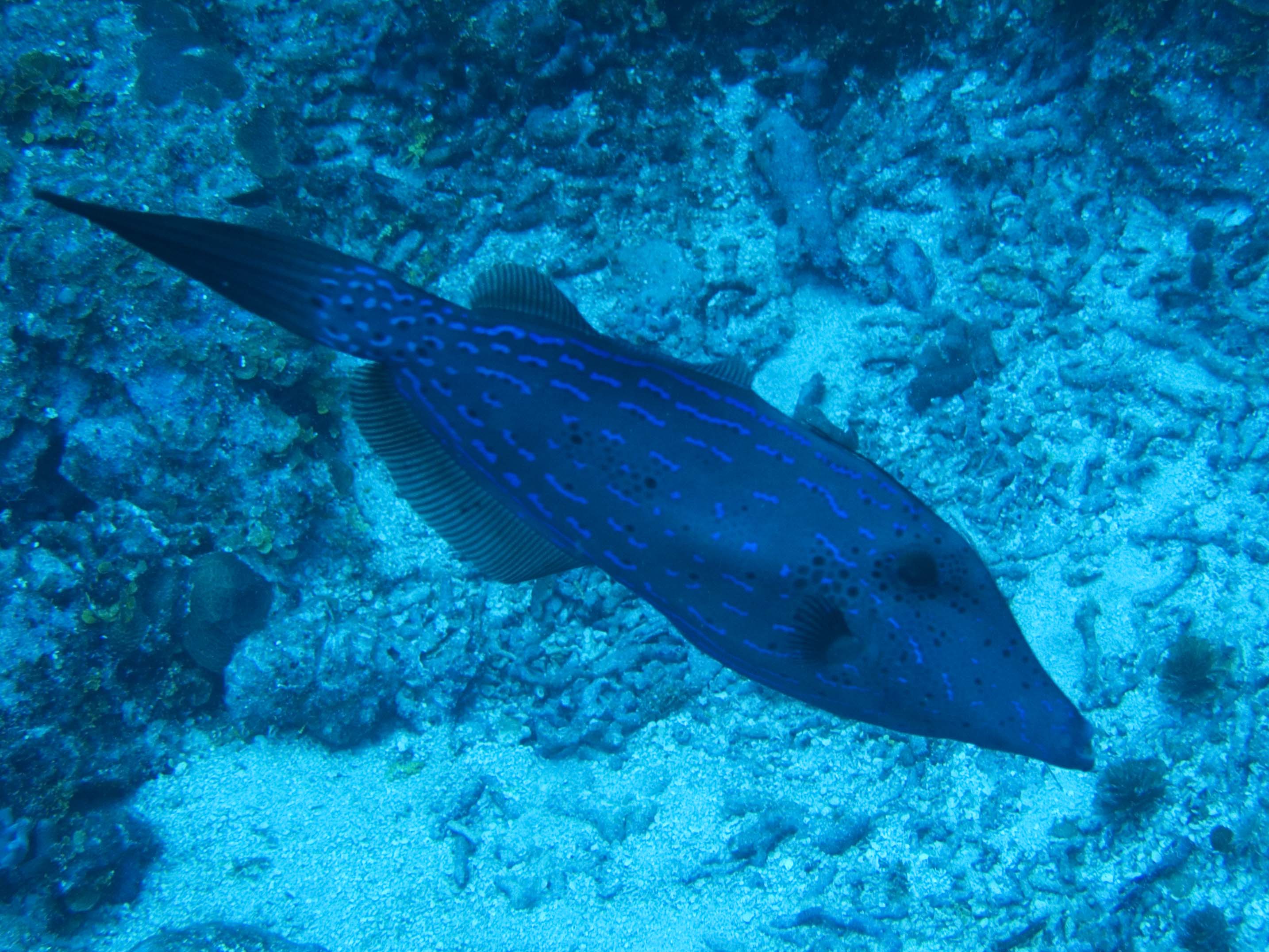 gal/BelizeOct08_6/ScrawledFileFish.jpg