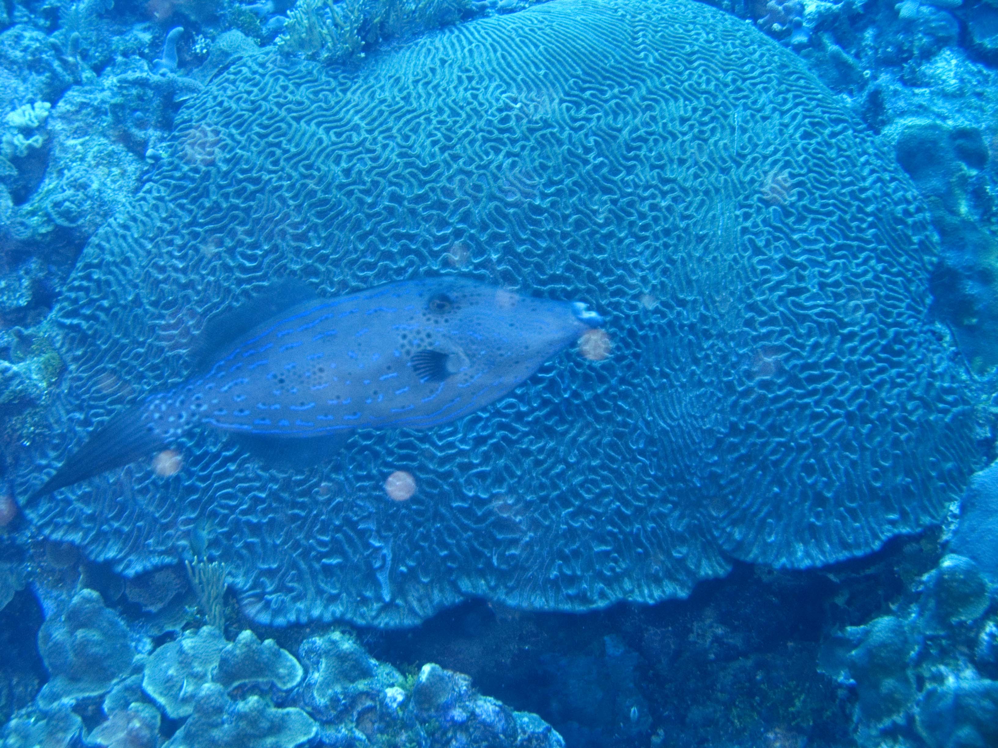 gal/BelizeOct08_6/ScrawledFileFish_1.jpg