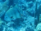 gal/BelizeOct08_6/_thb_Atlantic_Spadefish.jpg