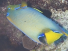 gal/BelizeOct08_6/_thb_Queen_Anglefish.jpg