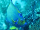 gal/BelizeOct08_6/_thb_Queen_Anglefish_1.jpg