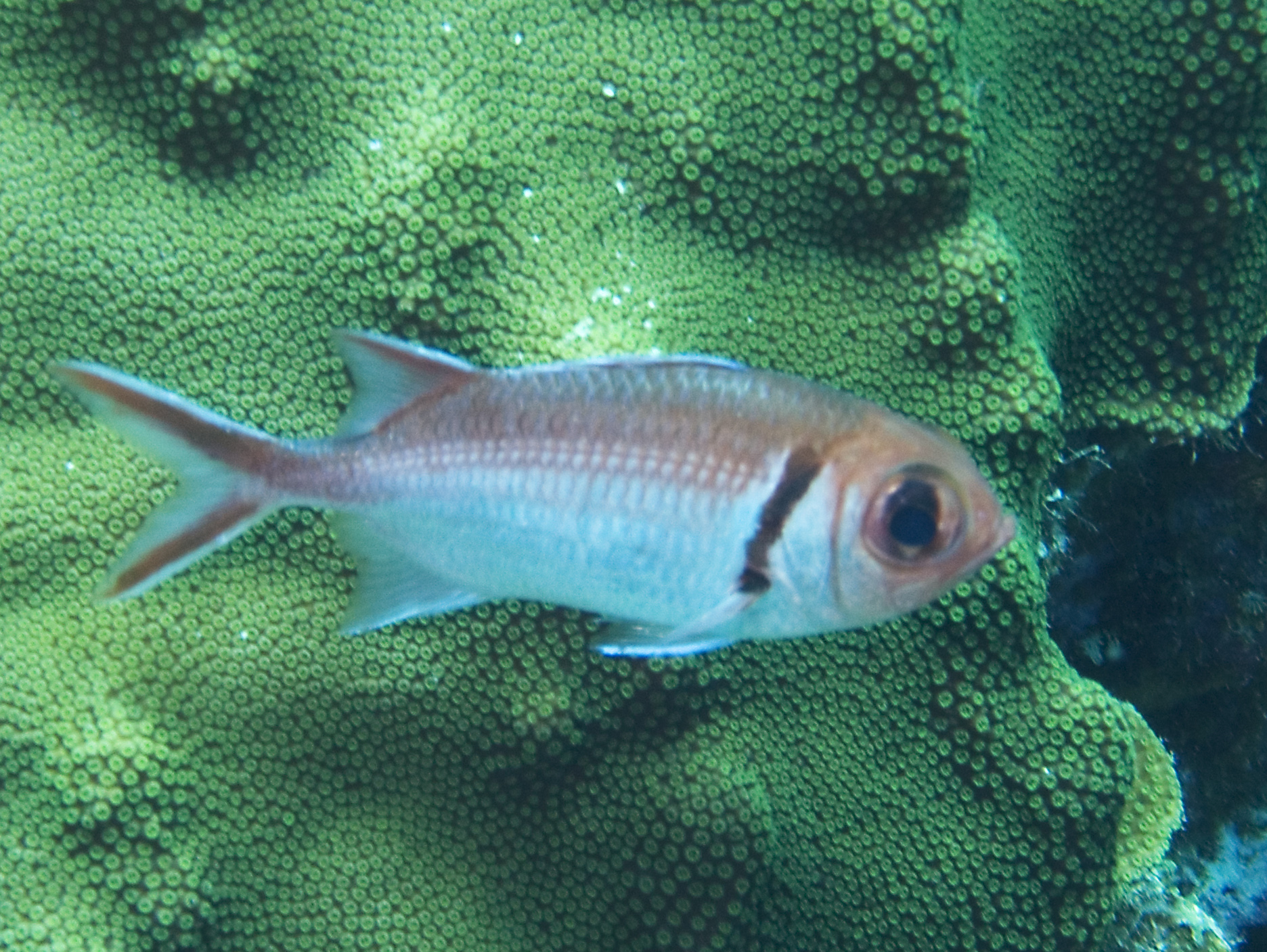 gal/CuracaoFeb09/BarredSoldierfish.jpg