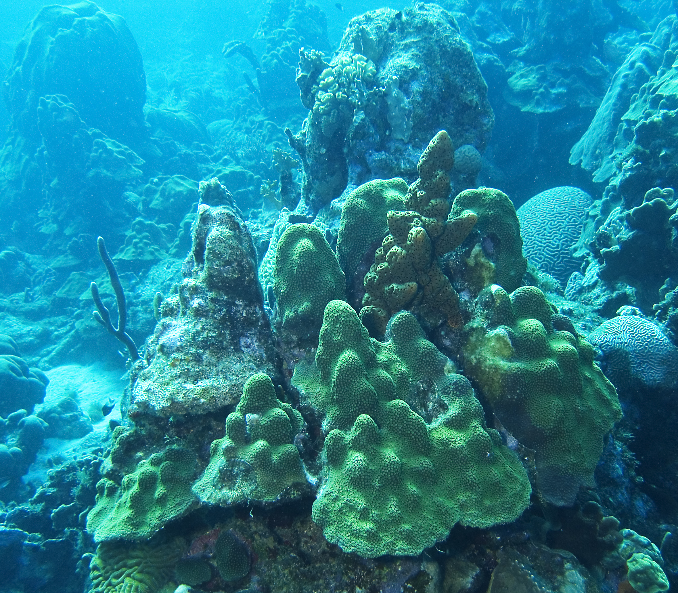 gal/CuracaoFeb09/Coral_Sponge_1.jpg