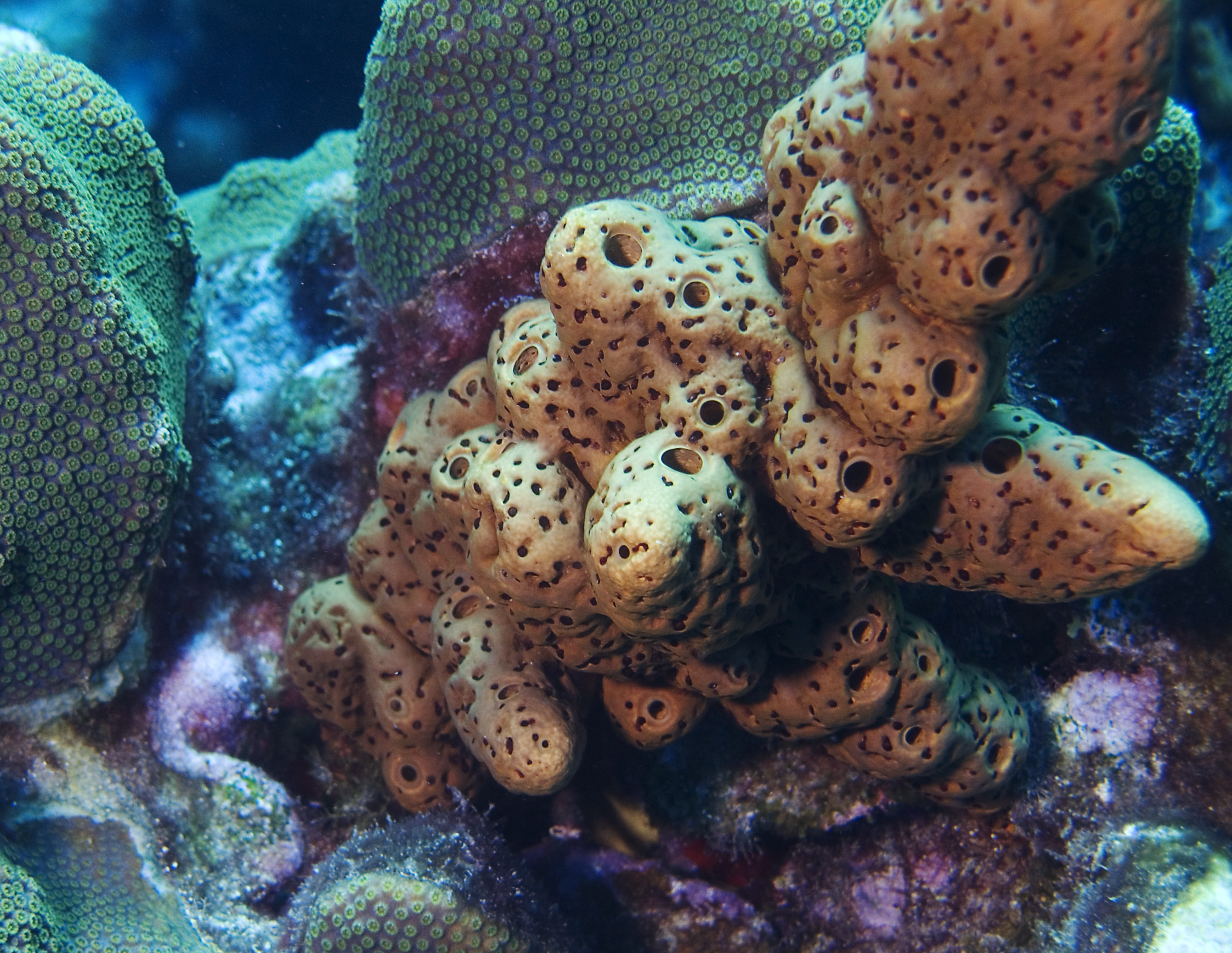gal/CuracaoFeb09/Coral_Sponge_2.jpg