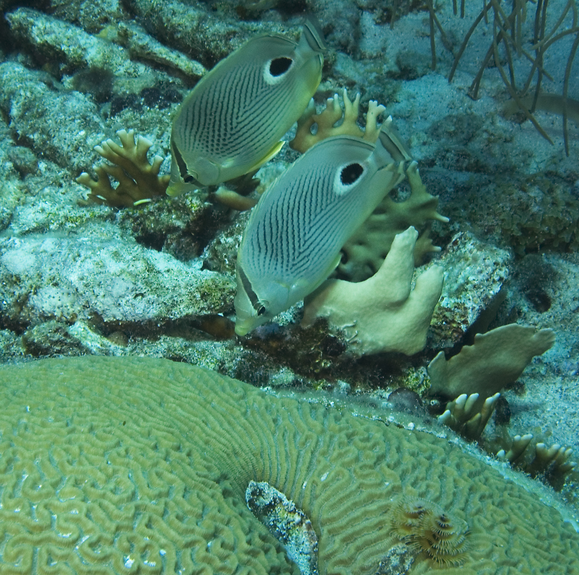 gal/CuracaoFeb09/FoureyeButterflyfish_Pair_2.jpg