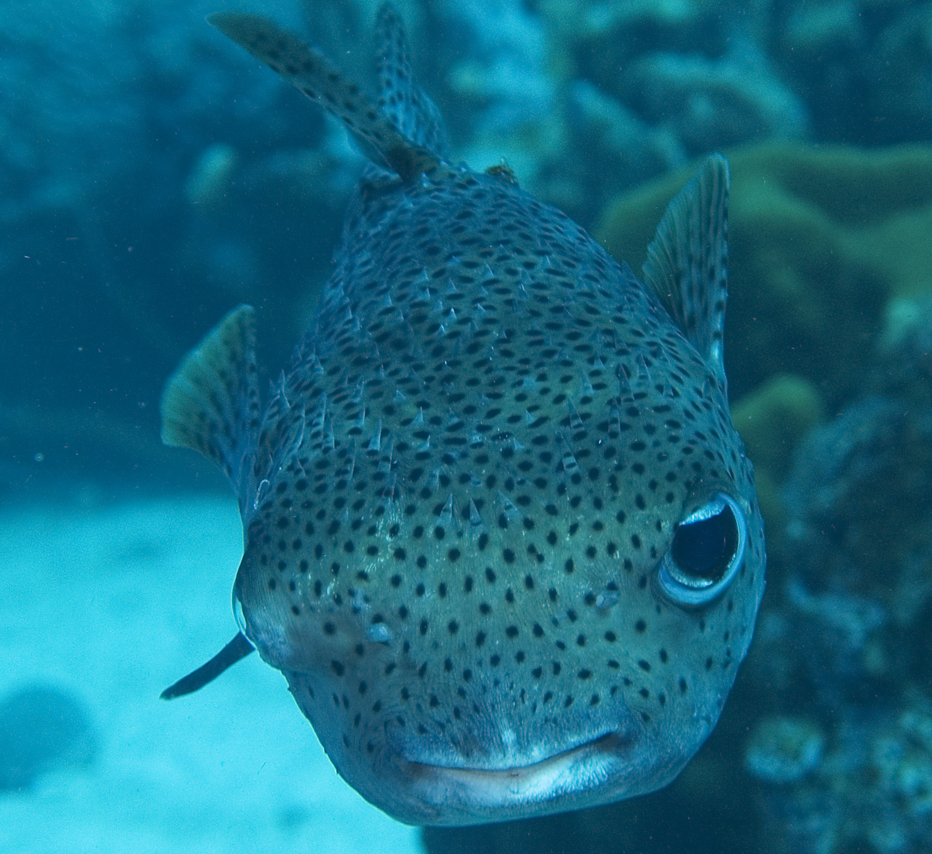 gal/CuracaoFeb09/Porcupinefish.jpg