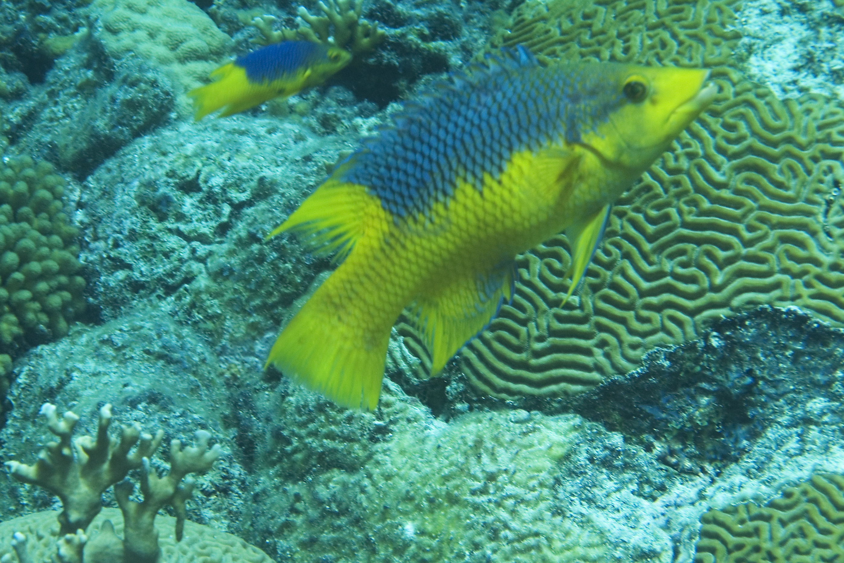 gal/CuracaoFeb09/SpanishHogfish_MatureJuvenile.jpg