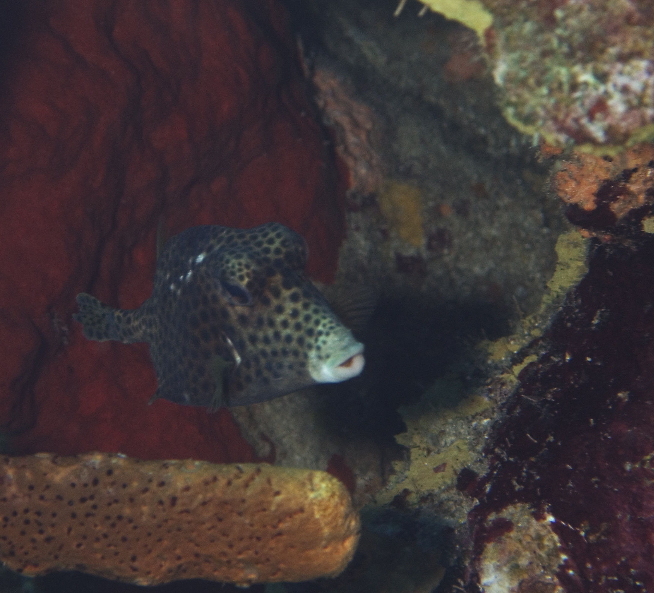 gal/CuracaoFeb09/SpottedTrunkfish.jpg