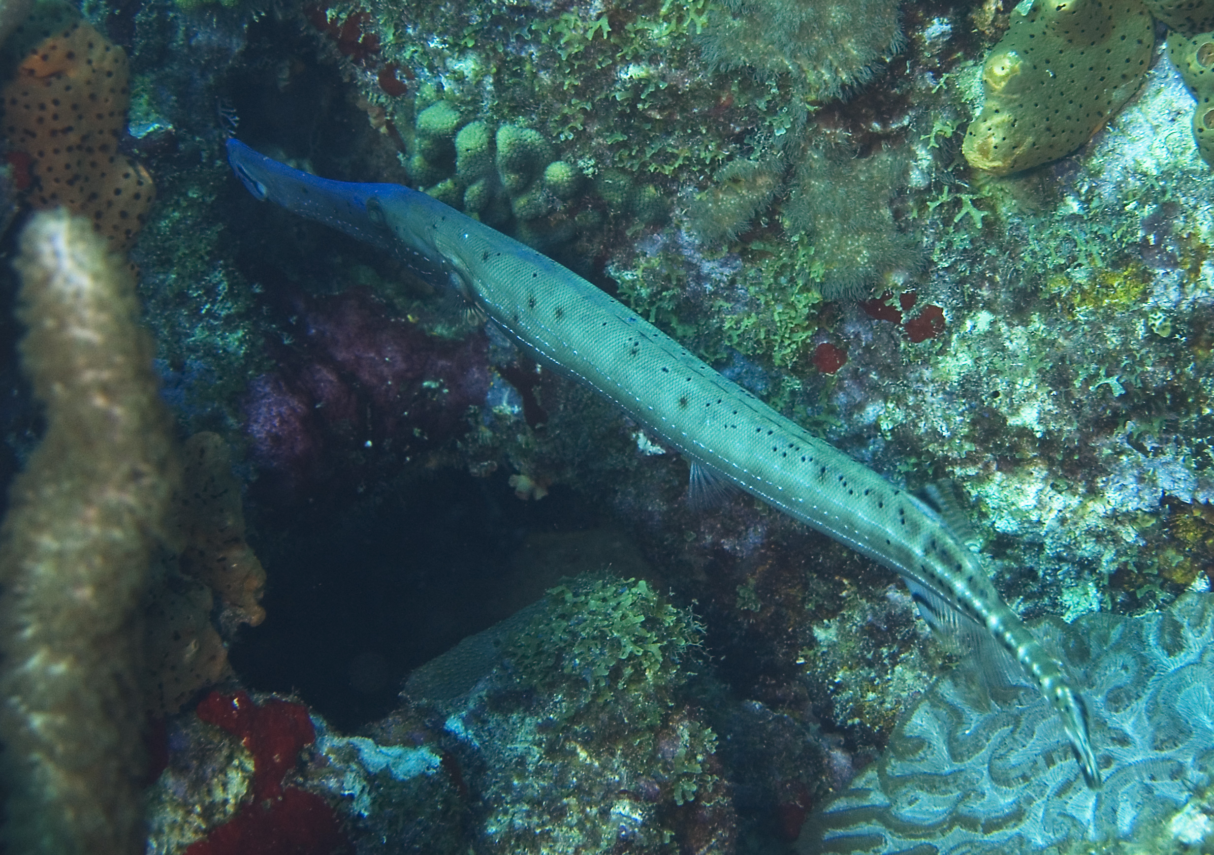gal/CuracaoFeb09/Trumpetfish_2.jpg
