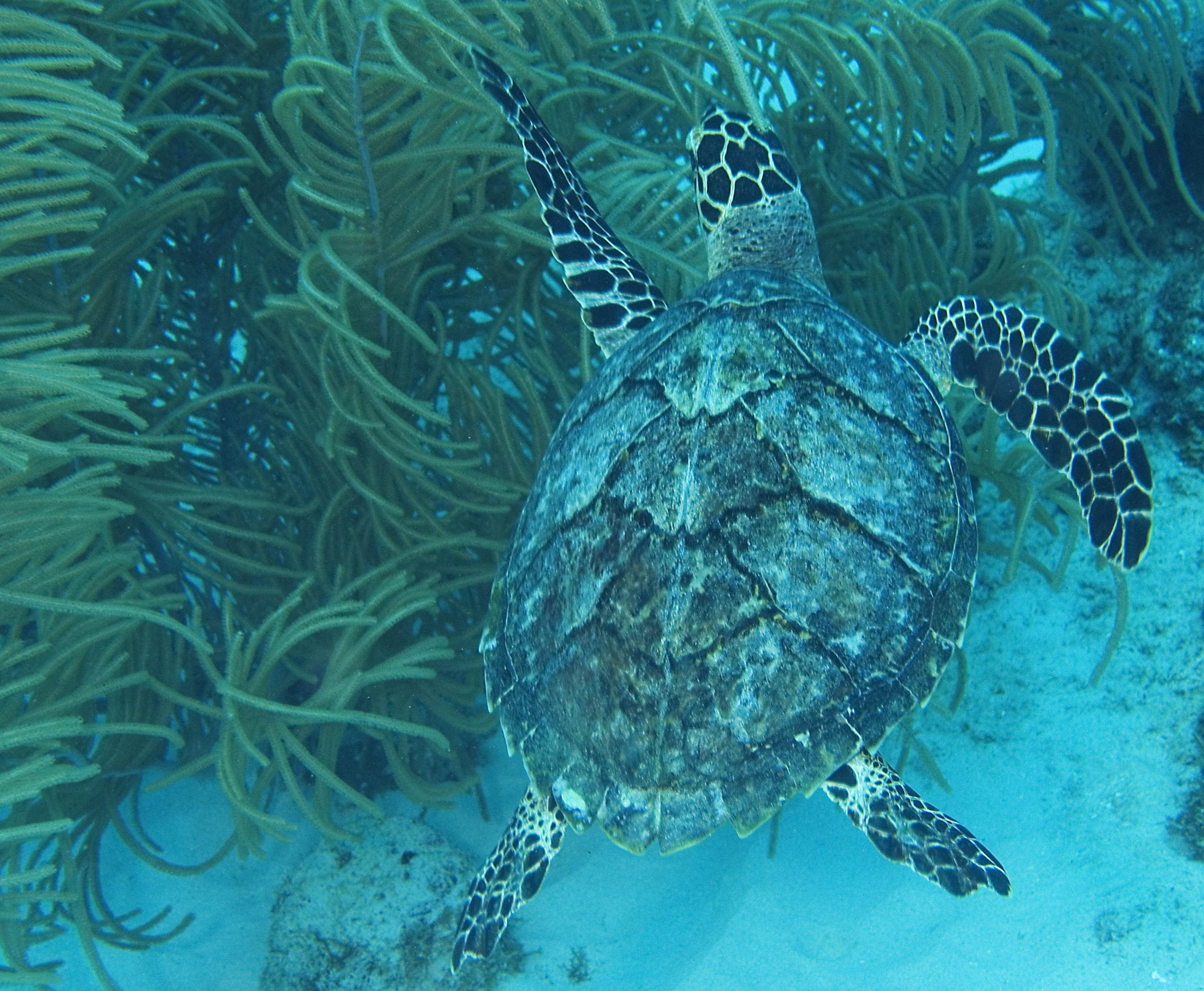 gal/CuracaoFeb09/Turtle_2.jpg