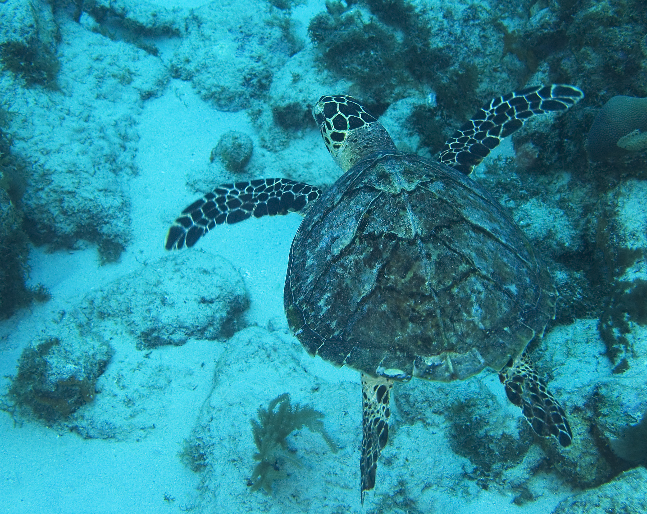 gal/CuracaoFeb09/Turtle_3.jpg