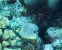 gal/CuracaoFeb09/_thb_FoureyeButterflyfish.jpg