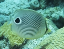 gal/CuracaoFeb09/_thb_FoureyeButterflyfish_2.jpg