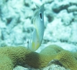 gal/CuracaoFeb09/_thb_FoureyeButterflyfish_3.jpg