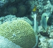 gal/CuracaoFeb09/_thb_FoureyeButterflyfish_Pair.jpg