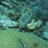 gal/CuracaoFeb09/_thb_FoureyeButterflyfish_Pair_2.jpg