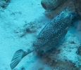 gal/CuracaoFeb09/_thb_HoneycombedCowfish.jpg