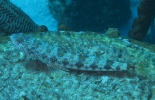 gal/CuracaoFeb09/_thb_Lizardfish_1.jpg