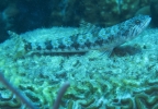 gal/CuracaoFeb09/_thb_Lizardfish_2.jpg