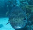 gal/CuracaoFeb09/_thb_Porcupinefish.jpg