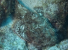 gal/CuracaoFeb09/_thb_Scorpionfish_2.jpg