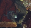 gal/CuracaoFeb09/_thb_SpottedTrunkfish.jpg