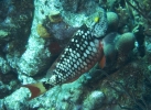 gal/CuracaoFeb09/_thb_StoplightParrotfish_Juvenile.jpg