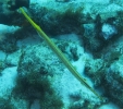 gal/CuracaoFeb09/_thb_Trumpetfish_1.jpg