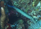 gal/CuracaoFeb09/_thb_Trumpetfish_2.jpg