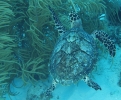 gal/CuracaoFeb09/_thb_Turtle_2.jpg