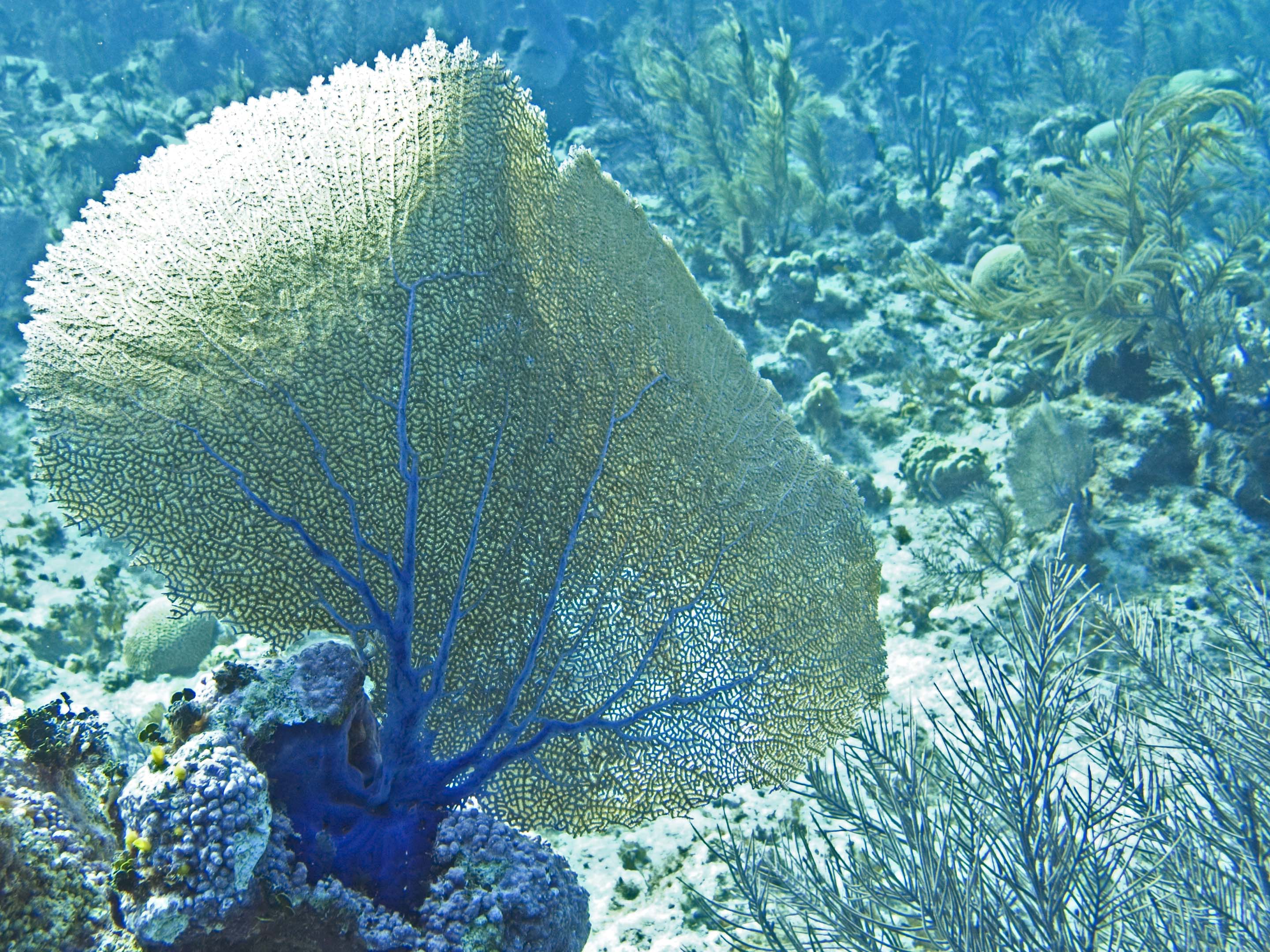 gal/LittleCayman07_4/SeaFan.jpg